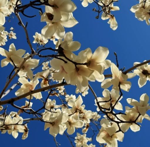 木蘭花辛夷花區別