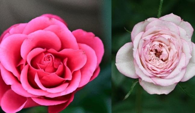 月季玫瑰区别