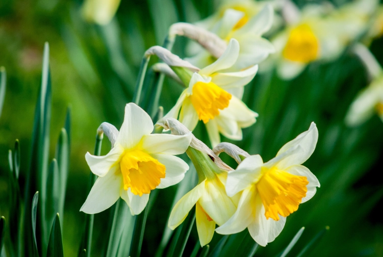 水仙花花期全攻略：開花時間、養護技巧與常見問題解答