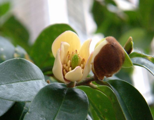 含笑花常見問題