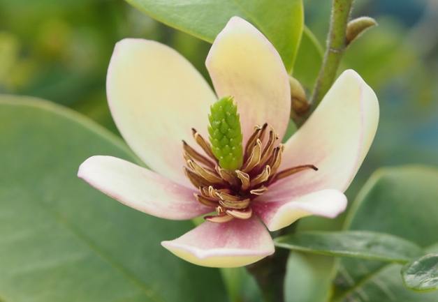 含笑花開花時間