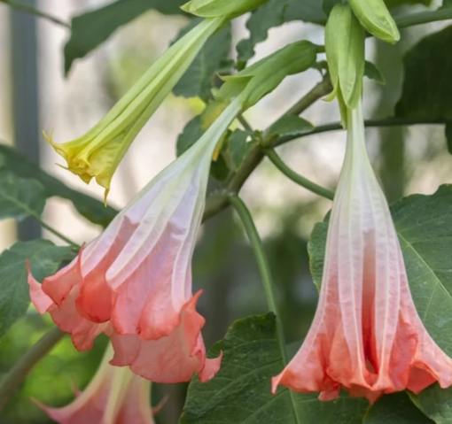 曼陀羅花語意義