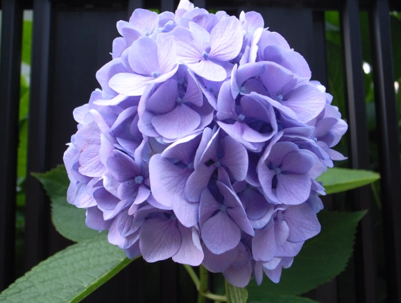 台灣繡球花種類全解析：品種介紹、選購與栽培實用指南