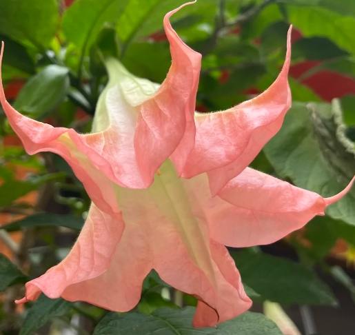 曼陀羅花中毒症狀