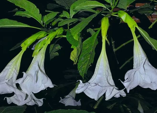 曼陀羅花毒性 曼陀羅花毒性