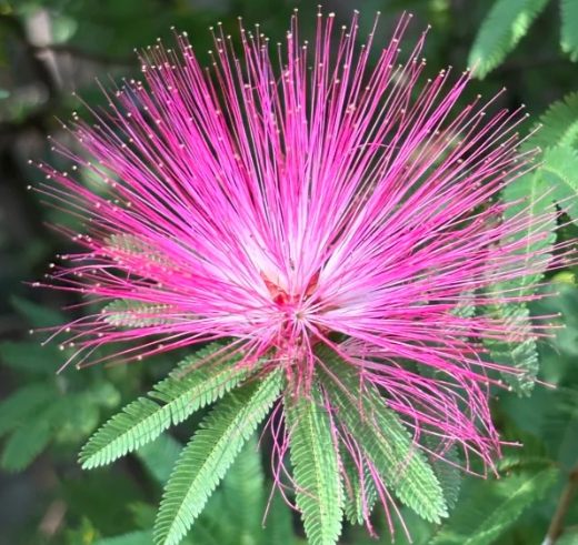 合歡花用法 合歡花用法
