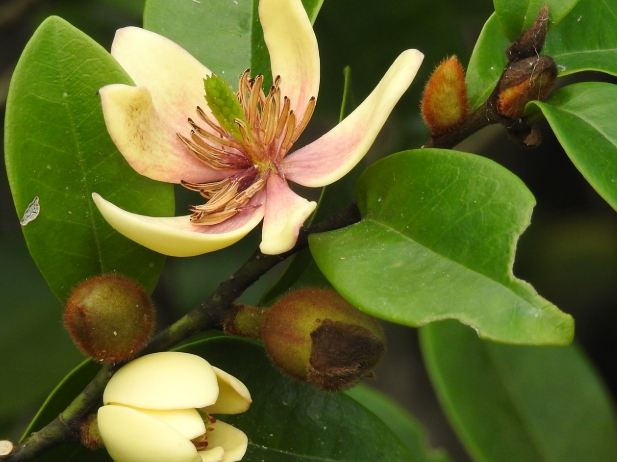 含笑花招財位置 含笑花招財位置