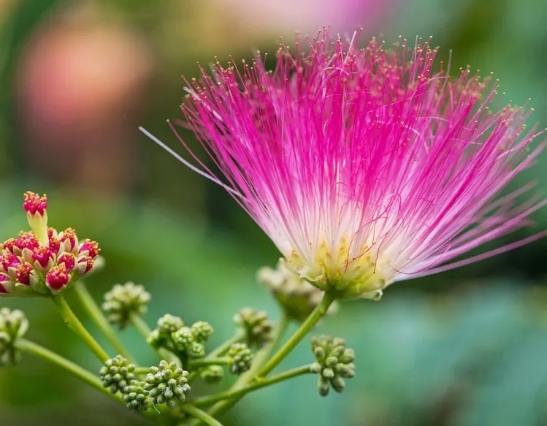 合歡花象徵 合歡花象徵