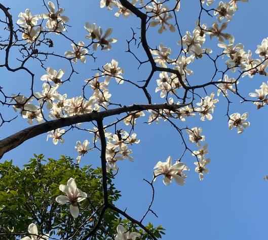 木蘭花養護 木蘭花養護