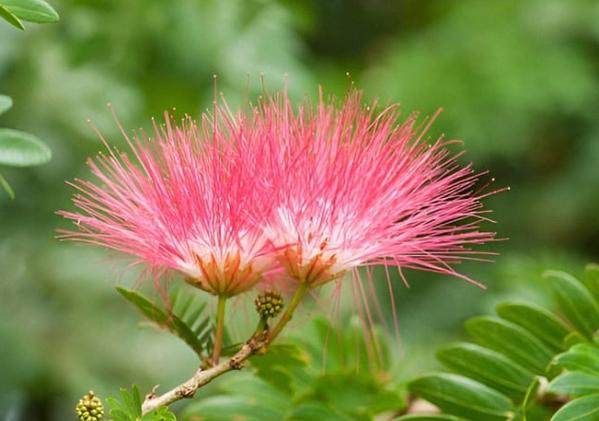 合歡花象徵 合歡花象徵