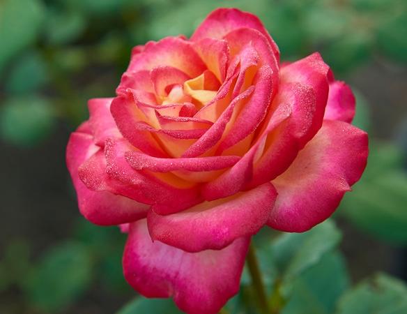 月季花病虫害防治