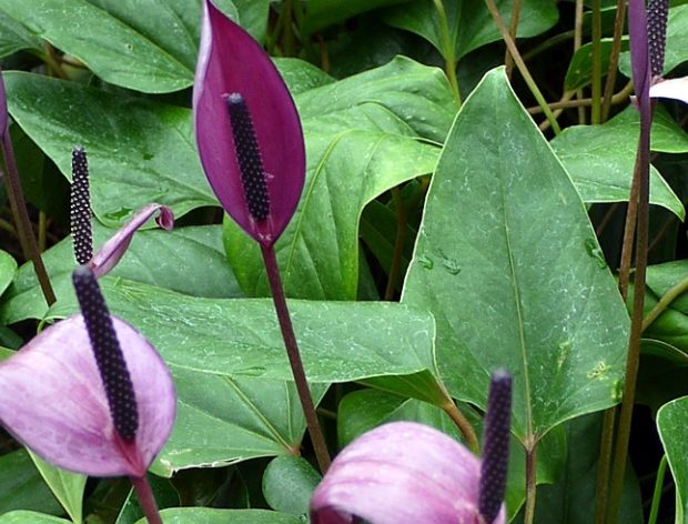 室內植物火鶴花