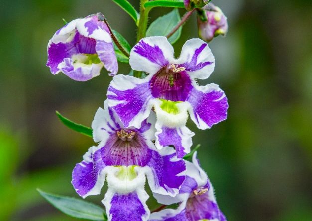天使花養護指南