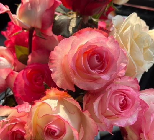 玫瑰花美容功效