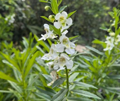天使花觀賞地點