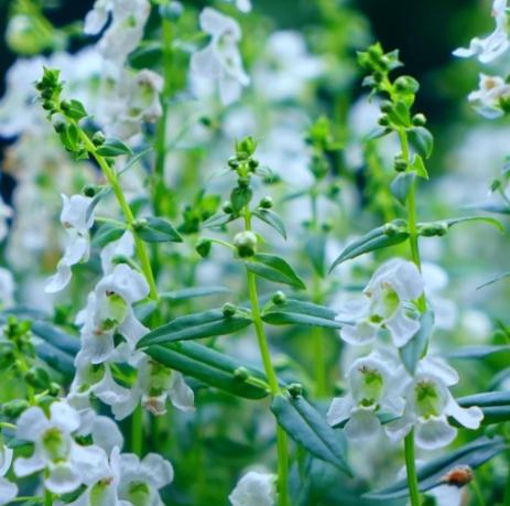 天使花觀賞地點