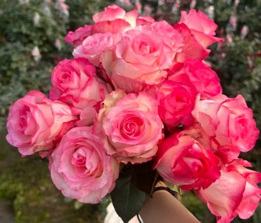 玫瑰花健康益處