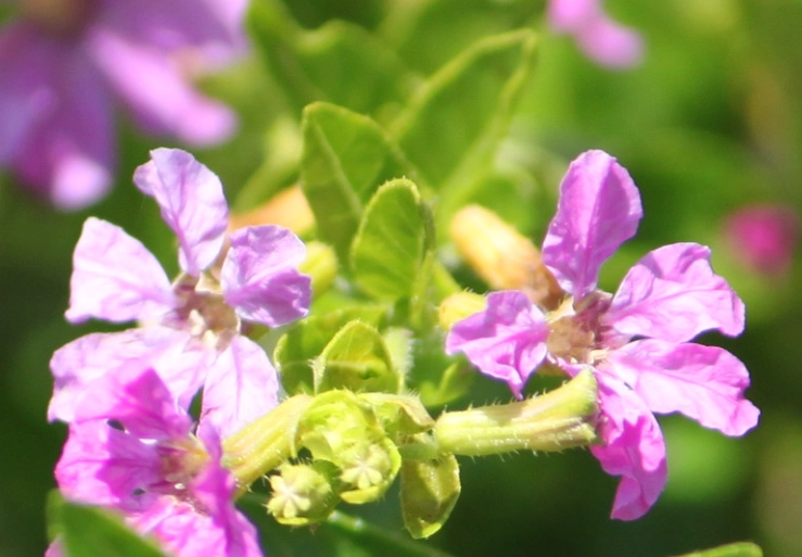 雪茄花風水全攻略：擺放位置、禁忌與提升運勢秘訣