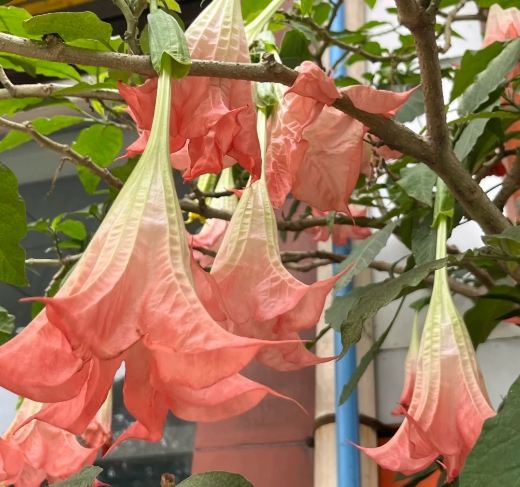 曼陀羅花急救方法