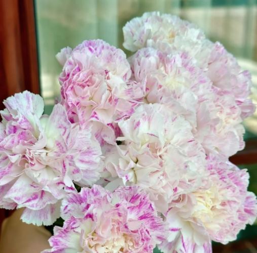 延長康乃馨花期