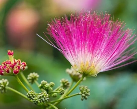 合歡花副作用 合歡花副作用