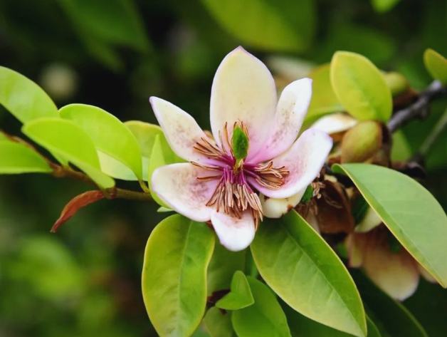 含笑花招財位置 含笑花招財位置
