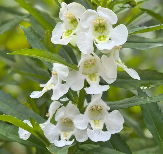 天使花種植方法