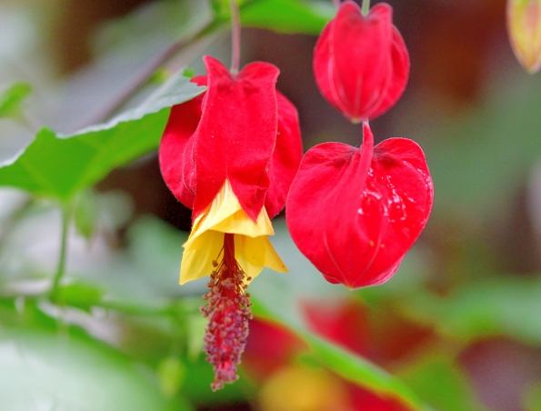 燈籠花開花時間 燈籠花開花時間