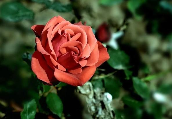 月季花病虫害防治