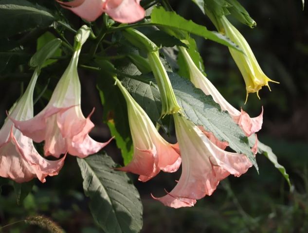 曼陀羅花毒性 曼陀羅花毒性