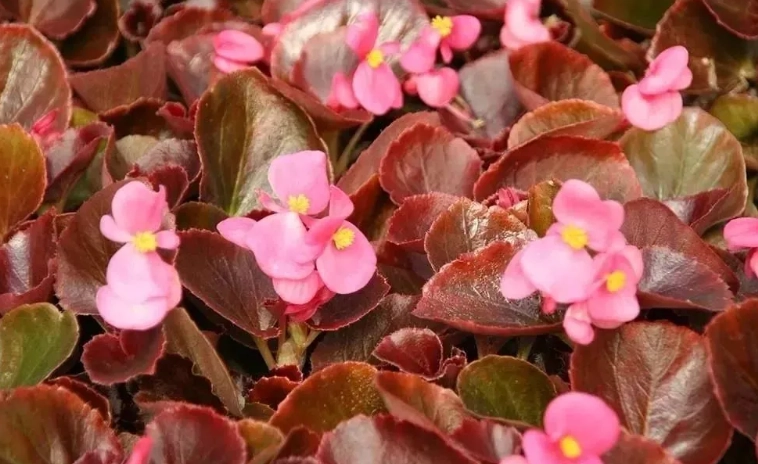 秋海棠花全攻略：種植照顧、品種選擇與常見問題解答