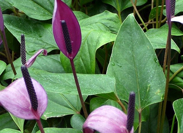 火鶴花安全種植