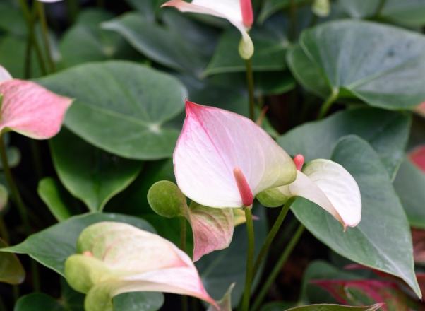 火鶴花中毒處理