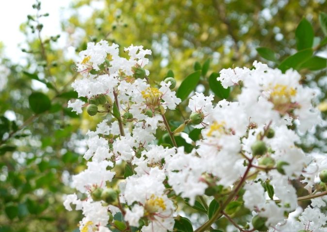 白色紫薇花種植與養護全指南：解決所有疑問