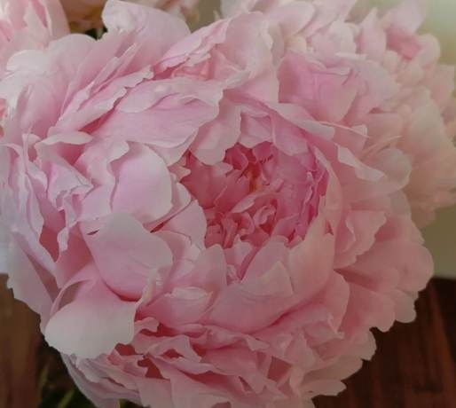 芍藥牡丹分辨 芍藥牡丹分辨