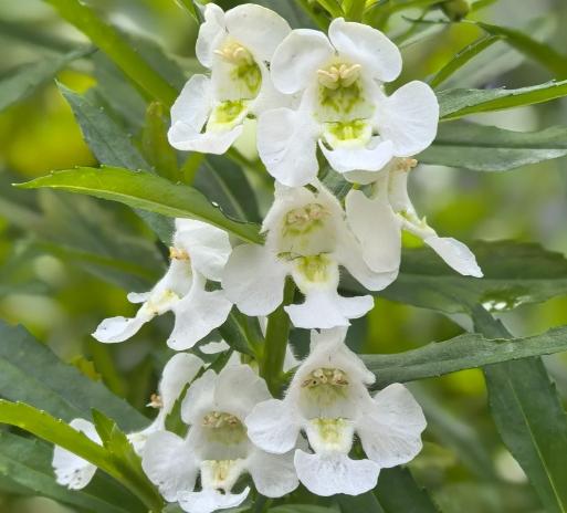 天使花養護方法