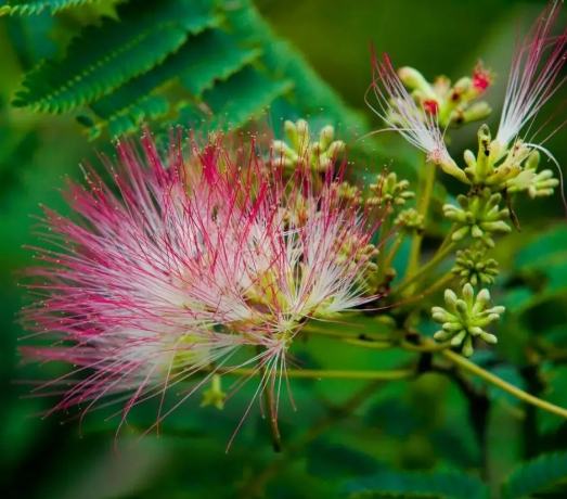 合歡花注意事項 合歡花注意事項