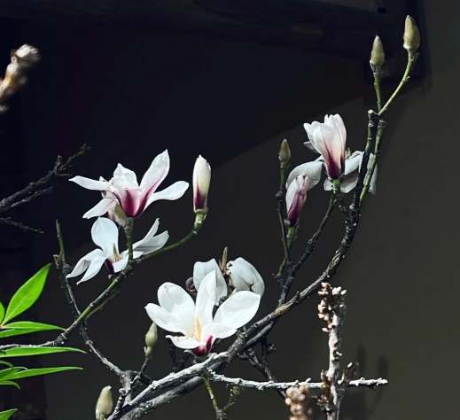 木蘭花開花時間