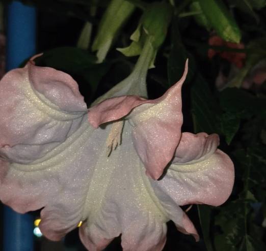 曼陀羅花色種 曼陀羅花色種