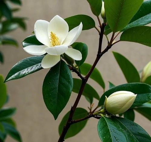 木蘭花品種 木蘭花品種