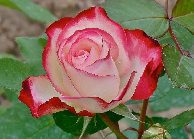 月季玫瑰种植差异