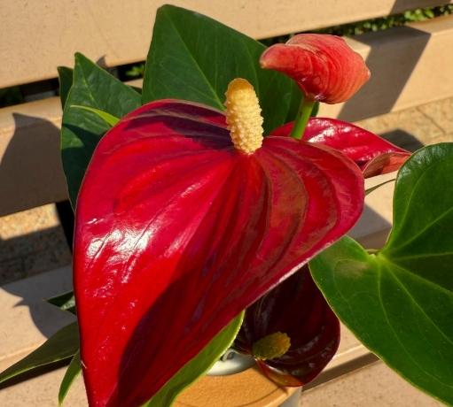 火鶴花禁忌 火鶴花禁忌