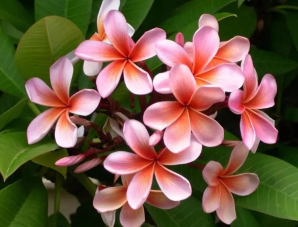 緬梔有毒嗎？完整解析與安全指南