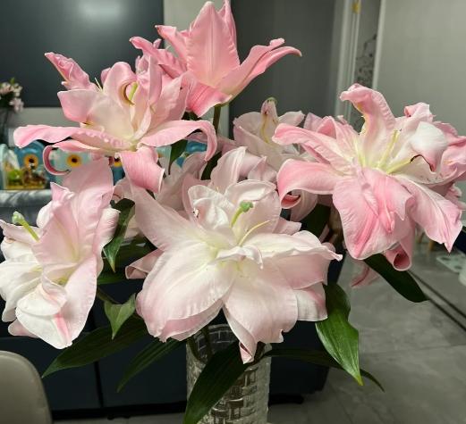 百合花開花時間