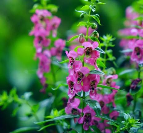 天使花養護方法