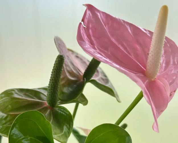 水耕火鶴花方法 水耕火鶴花方法