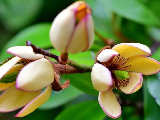 含笑花開花時間