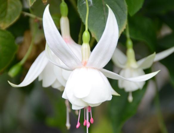 吊鐘花養護方法