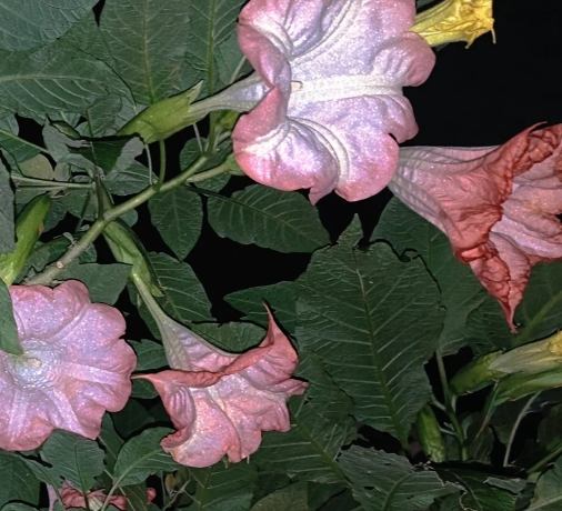 曼陀羅花語意義