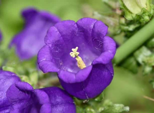 風鈴草怎麼種？從播種到開花的完整指南與常見問題解答